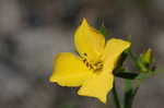 Yellow meadowbeauty